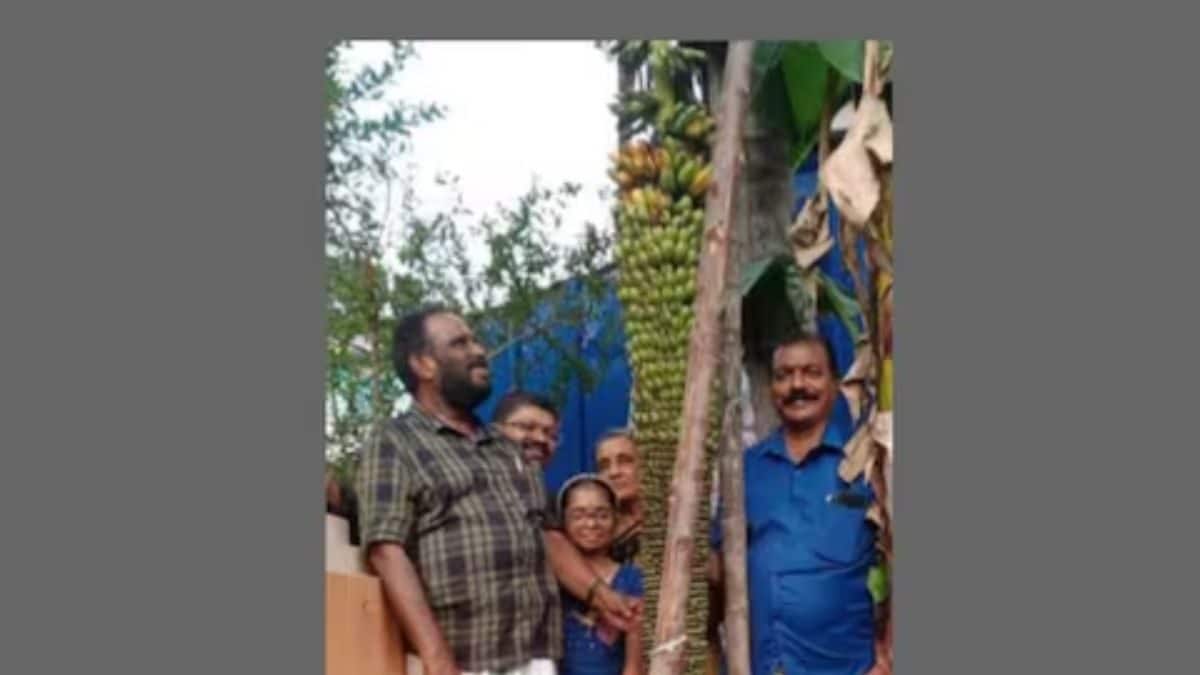 In Kerala’s Avanavanchery, Why This Banana Plant Is Attracting Visitors